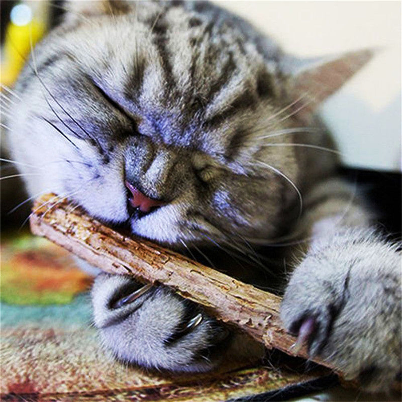 Pet Molar Toothpaste Stick
